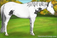 Horse Color:White Spotted Black Splash Tobiano 