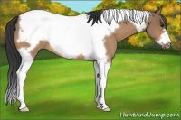 Horse Color:Brown Dun Tobiano Frame 