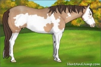 Horse Color:Sable Champagne Splash Frame Appaloosa 