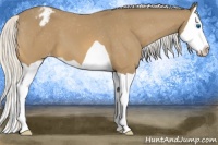 Horse Color:Silver Buckskin Splash Appaloosa
