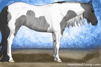 Horse Color:Smoky Blue Roan Tobiano Rabicano