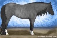 Horse Color:Blue Roan Rabicano
