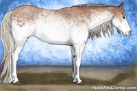 Horse Color:White Spotted Silver Bay Sabino Rabicano
