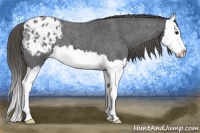 Horse Color:Smoky Blue Roan Splash Appaloosa 