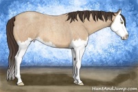 Horse Color:Amber Champagne Roan Splash