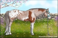 Horse Color:Bay Sabino Splash Appaloosa and Bay Sabino Splash Appaloosa