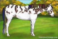 Horse Color:Painted White Spotted Bay Splash Appaloosa Rabicano 