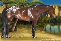 Horse Color:White Spotted Bay Varnish Rabicano 