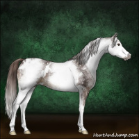 Horse Color:Gray White Spotted Chestnut 