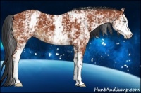 Horse Color:White Spotted Bay 