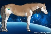 Horse Color:Bay Sabino Splash 