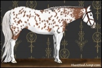 Horse Color:Silver Bay Sabino Splash Near Leopard 