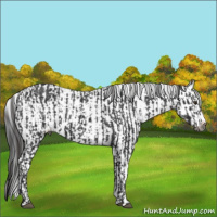 Horse Color:Gray Liver Chestnut Sabino Splash Appaloosa  and Gray Liver Chestnut Sabino Splash Appaloosa 