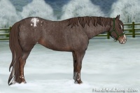 Horse Color:Liver Chestnut Sabino Splash Appaloosa and Liver Chestnut Sabino Appaloosa
