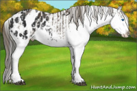 Horse Color:White Spotted Liver Chestnut Sabino Splash Appaloosa and Gray Liver Chestnut Sabino Splash Appaloosa
