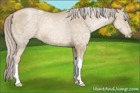 Horse Color:Chocolate Palomino Pearl Tobiano