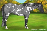 Horse Color:White Spotted Blue Roan 