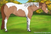 Horse Color:Chestnut Tobiano 