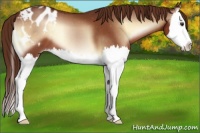 Horse Color:Red Onyx Splash Appaloosa 