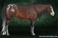 Horse Color:Brown Sabino Splash Varnish and Brown Sabino Splash Varnish