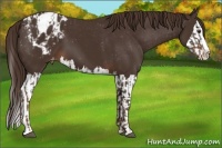 Horse Color:Liver Chestnut Sabino Splash Appaloosa and Liver Chestnut Sabino Splash Appaloosa