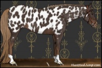 Horse Color:Liver Chestnut Appaloosa