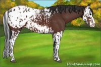 Horse Color:Brown Sabino Splash Appaloosa and Bay Sabino Splash Appaloosa