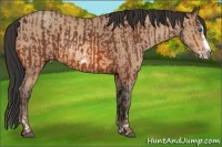 Horse Color:Bay Splash Frame and Amber Champagne Splash Frame