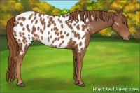 Horse Color:Chestnut Appaloosa