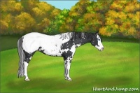 Horse Color:White Spotted Black Splash Snowcap 