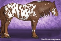 Horse Color:White Spotted Chestnut Appaloosa 