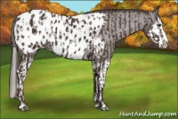 Horse Color:Liver Chestnut Sabino Splash Appaloosa  and Liver Chestnut Sabino Splash Appaloosa 