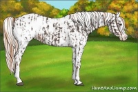 Horse Color:Liver Chestnut Sabino Splash Near Leopard  and Gold Champagne Sabino Splash Near Leopard 