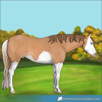 Horse Color:Gray Perlino Splash 