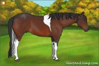 Horse Color:Bay Tobiano 