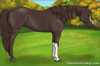 Horse Color:Liver Chestnut 