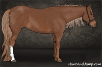 Horse Color:Chestnut 