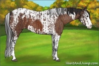 Horse Color:Bay Sabino Splash Varnish and Bay Sabino Splash Tobiano Varnish