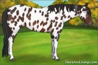Horse Color:Brown Tobiano Near Leopard 