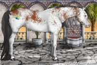 Horse Color:White Spotted Bay Sabino