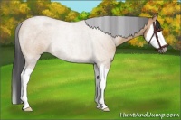 Horse Color:Bay Roan Dun Splash Rabicano Brindle 