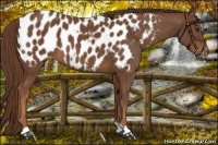 Horse Color:Chestnut Appaloosa 