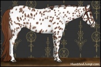 Horse Color:Chestnut Appaloosa