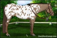 Horse Color:Liver Red Dun Appaloosa 