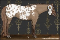 Horse Color:Liver Red Dun Appaloosa 