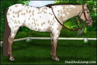 Horse Color:Liver Red Dun Roan Appaloosa