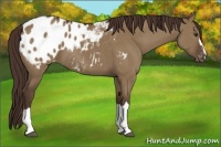 Horse Color:Liver Red Dun Appaloosa 