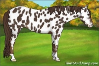 Horse Color:Liver Chestnut Appaloosa 