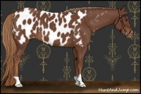 Horse Color:Chestnut Appaloosa 