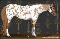 Horse Color:Red Dun Appaloosa 